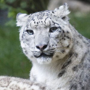 In Search of the Endangered Snow Leopard Image